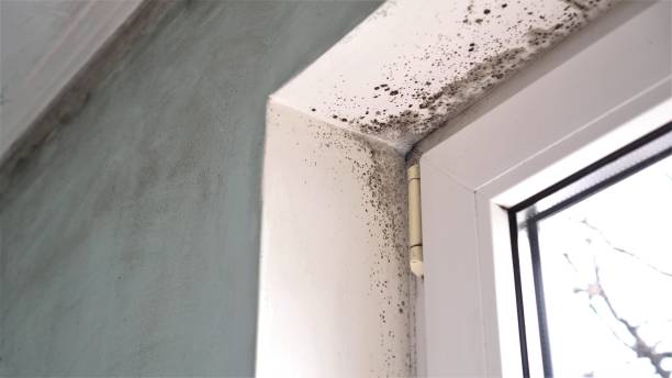 Best Mold Testing and Inspection Services in Rainbow Park, FL