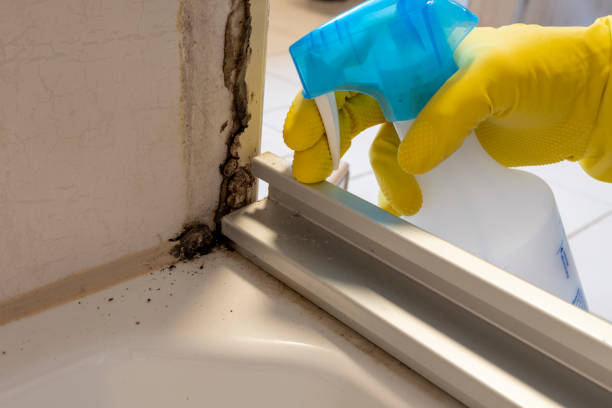 Best White Mold Remediation in Rainbow Park, FL