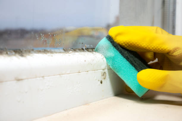 Best Emergency Mold Remediation in Rainbow Park, FL