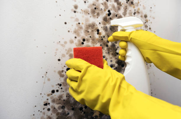 Best Basement Mold Remediation in Rainbow Park, FL