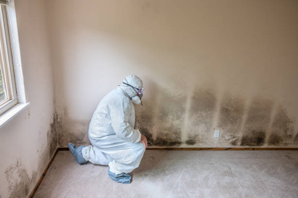 Best Mold Testing and Inspection Services in Rainbow Park, FL