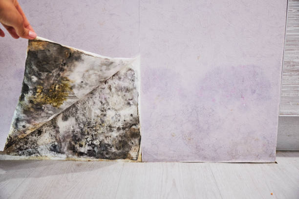 Best Residential Mold Remediation in Rainbow Park, FL